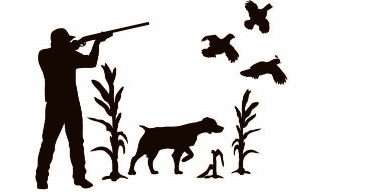Bird hunting dog